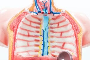 Cutaway of human chest cavity and lungs