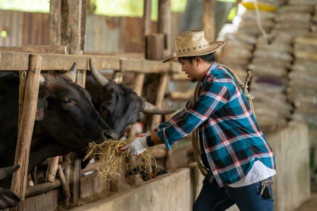 farmer caring for livestock - PFAS trickle down effect