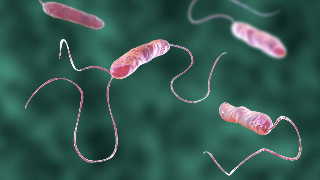 Escherichia coli bacteria, 3D illustration. E. coli is a Gram-negative rod-shaped motile bacterium covered with flagella