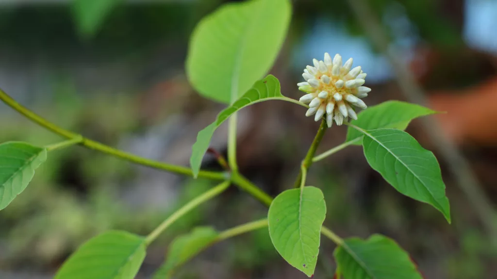 Kratom lawsuit Plant source of kratom supplement that caused the death of many in Georgia.