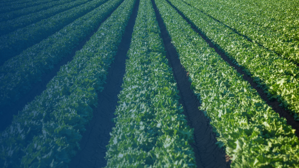 taco bell lettuce blog