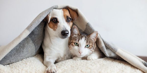 How to Prepare Your Pets for Winter