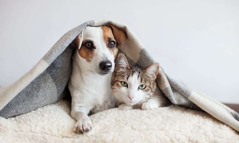 How to Prepare Your Pets for Winter