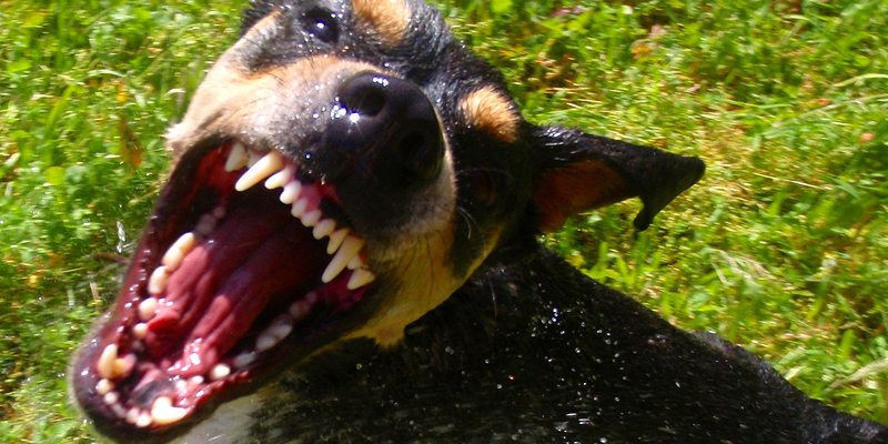Be Wary of Dogs That Show These Signs of Aggression