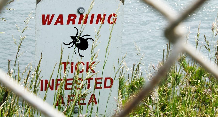 Lyme Disease is a Real Threat in New York